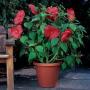 Seminte profesionale Hibiscus moscheotus - Hibiscus - imagine 49379